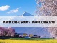 西藏林芝桃花节图片？西藏林芝桃花介绍