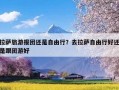 拉萨旅游报团还是自由行？去拉萨自由行好还是跟团游好